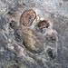 Megabaropus hainesi (amphibian track) (Benwood Limestone, Monongahela Group, Upper Pennsylvanian; Haine's Farm, Morgan County, Ohio, USA) 4