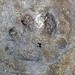 Megabaropus hainesi (amphibian track) (Benwood Limestone, Monongahela Group, Upper Pennsylvanian; Haine's Farm, Morgan County, Ohio, USA) 2
