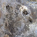 Megabaropus hainesi (amphibian track) (Benwood Limestone, Monongahela Group, Upper Pennsylvanian; Haine's Farm, Morgan County, Ohio, USA) 3