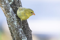 Small Bird on San Cristobal Island