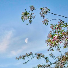 Moon Cherry Blossoms D