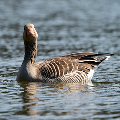 Greylag Goose - Merihanhi