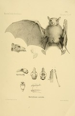 Anglų lietuvių žodynas. Žodis order chiroptera reiškia kad šikšnosparniai lietuviškai.