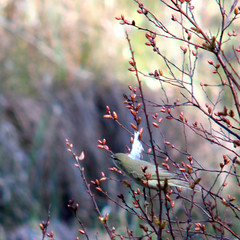 Probably Willow warbler