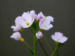 Anglų lietuvių žodynas. Žodis cuckoo-flower reiškia n bot.  pievinė kartenė 2 šilkažiedė gaisrena lietuviškai.