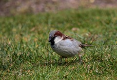 Gråsparv (House sparrow)