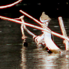 Common sandpiper, Actitis hypoleucos, Drillsnäppa