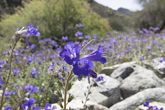 Anglų lietuvių žodynas. Žodis california bluebell reiškia kalifornijos bluebell lietuviškai.
