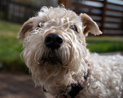 Wilma - soft coated wheaten terrier