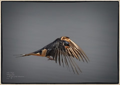 Barn Swallow in Flight 5