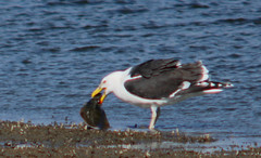 Seafood - Great black-backed gull, Larus marinus, Havstrut