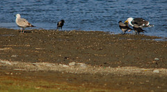 Great black-backed gull, Larus marinus, Havstrut