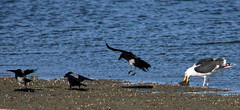 Crows and a Great black-backed gull, Larus marinus, Havstrut
