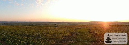 Sonnenaufgang in den Weinbergen - SunriseRun Dalheim/Friesenheim