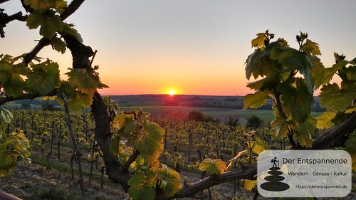 Sonnenaufgang in den Weinbergen - SunriseRun Dalheim/Friesenheim