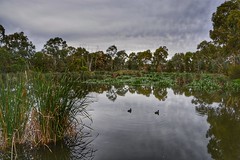 Laratinga Wetlands, Adelaide Hills, South Australia