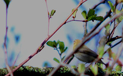 [Maybe] Wood warbler, Phylloscopus sibilatrix, Grönsångare