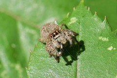 JUMPING SPIDER FEMALE (it is heating an ant)
