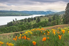 Cloudy Columbia Gorge Poppies 9148 B