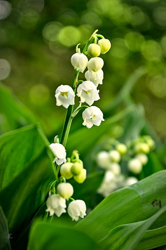 Lilly of the Valley, From FlickrPhotos