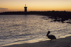 Lighthouse and Pelican in Sunset