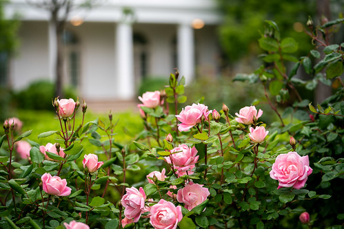 Rose Garden Flowers in Bloom by The White House, on Flickr