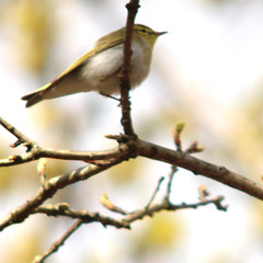 Wood warbler, Phylloscopus sibilatrix, Grönsångare