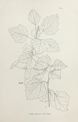 Anglų lietuvių žodynas. Žodis grey poplar reiškia pilkosios tuopos lietuviškai.