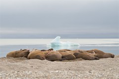 Still life with walruses and iceberg