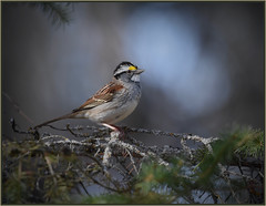 White throated sparrow. (♂)