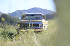 ICON_Ford_Reformer_Nose_through_Flowers_Mountains_IMG_1687