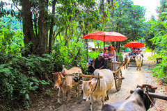 Zebu rides - Maetaeng Elephants Park