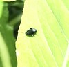 Unechter Kohl-Erdfloh (Altica oleracea) (1)