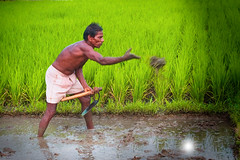 Agriculteur de subsistance - Tamil Nadu - Inde.