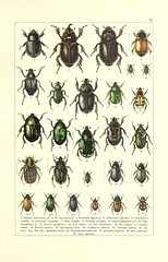 Anglų lietuvių žodynas. Žodis order coleoptera reiškia kad coleoptera lietuviškai.