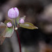 Eastern false rue-anemone bud at Carley State Park in Plainview, Minnesota