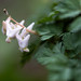 Dutchman's breeches at Carley State Park in Plainview, Minnesota