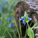 Virginia bluebells at Carley State Park in Plainview, Minnesota