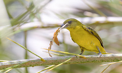 Thick-billed Euphonia (female)