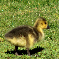 May 11 - Canada goose, Branta canadensis, Kanadagås