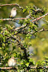 Spotted flycatcher, Muscicapa striata, Grå flugsnappare (top) and Lesser whitethroat, Sylvia curruca, Ärtsångare (bottom)