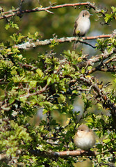 Spotted flycatcher, Muscicapa striata, Grå flugsnappare (top) and Lesser whitethroat, Sylvia curruca, Ärtsångare (bottom)
