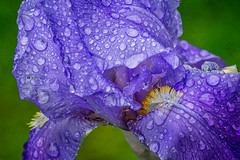 rainy iris