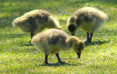 May 13 - Canada goose, Branta canadensis, Kanadagås