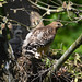 Red-shouldered Female Hawk with Three Chicks 08