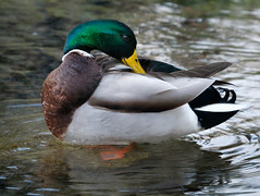 Anglų lietuvių žodynas. Žodis ducked reiškia <li>nuskustas</li> lietuviškai.