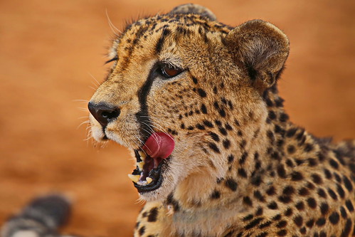 Ntombi, a cheetah with a dog complex