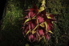 Bulbophyllum decurviscapum J.J.Sm., Bull. Jard. Bot. Buitenzorg, sér. 3, 12: 139 (1932)