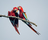 Lovey dovey. Red and green macaw (Ara chloropterus), Trinidad.