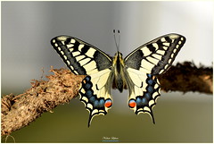 # Explore ... 1 ...  # Papillon Machaon ( Papilio machaon )